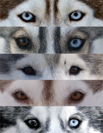 eyes-of-husky.jpg
